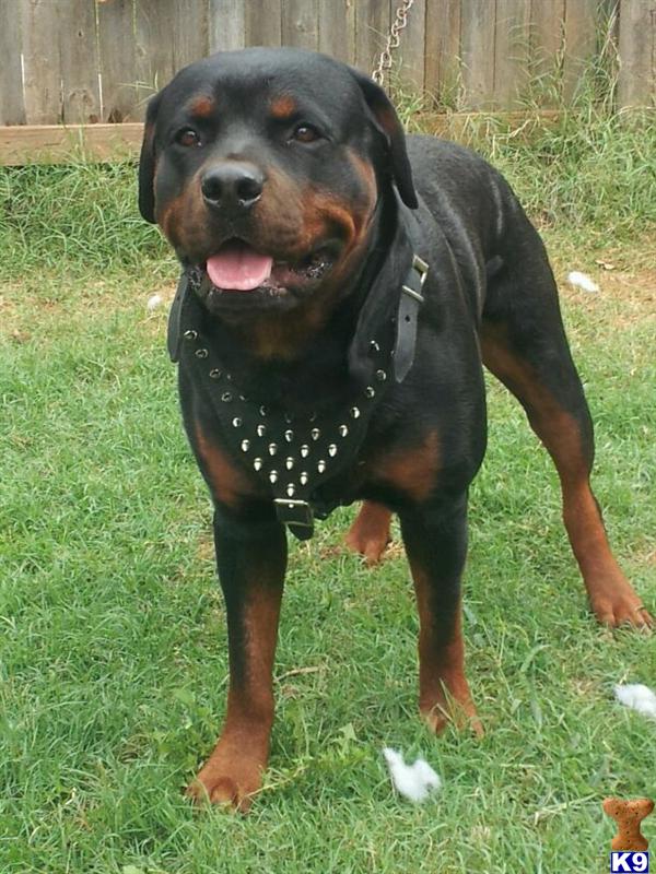 Stud Dogs - Rottweiler